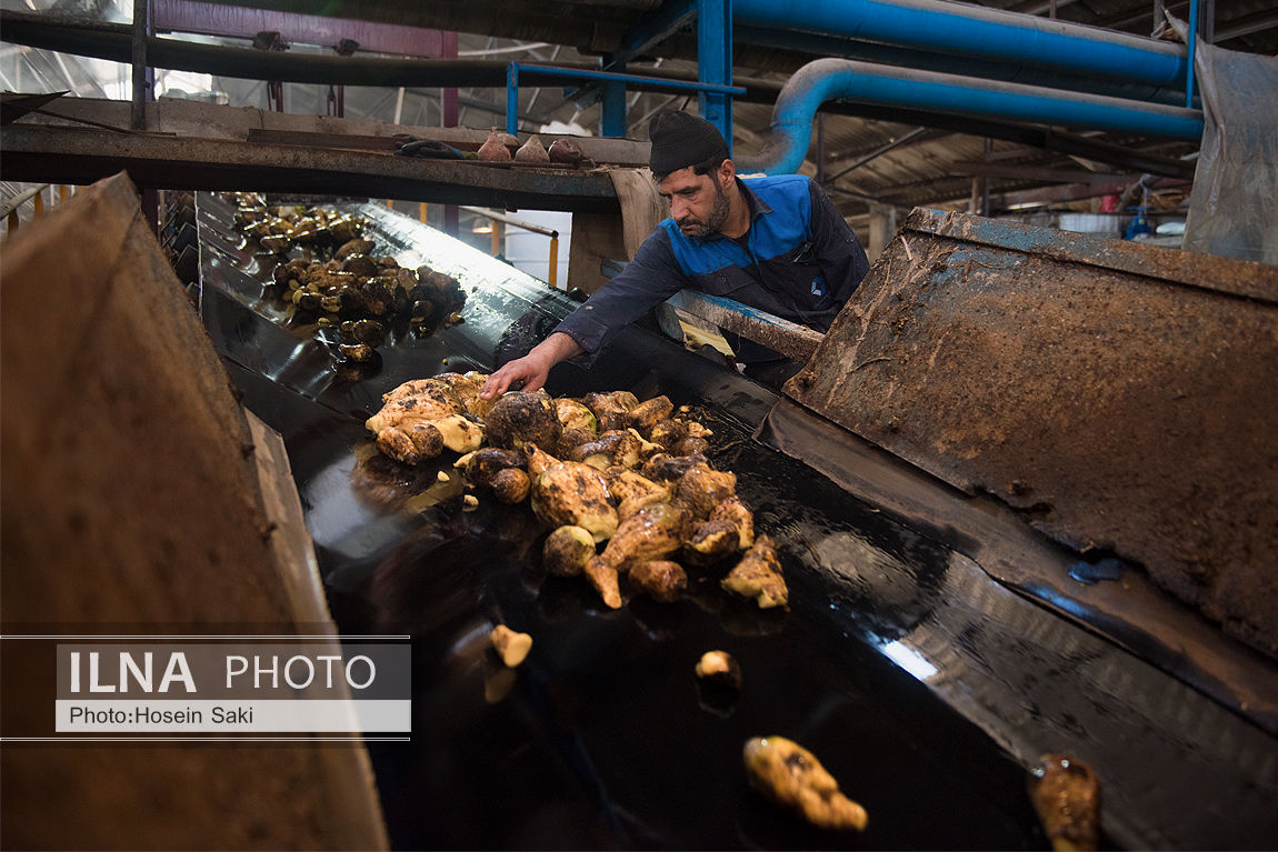 عکس/تولید شکر از چغندر قند