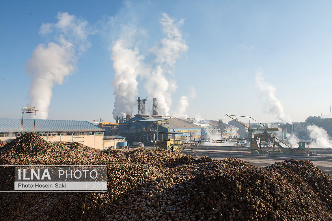 عکس/تولید شکر از چغندر قند