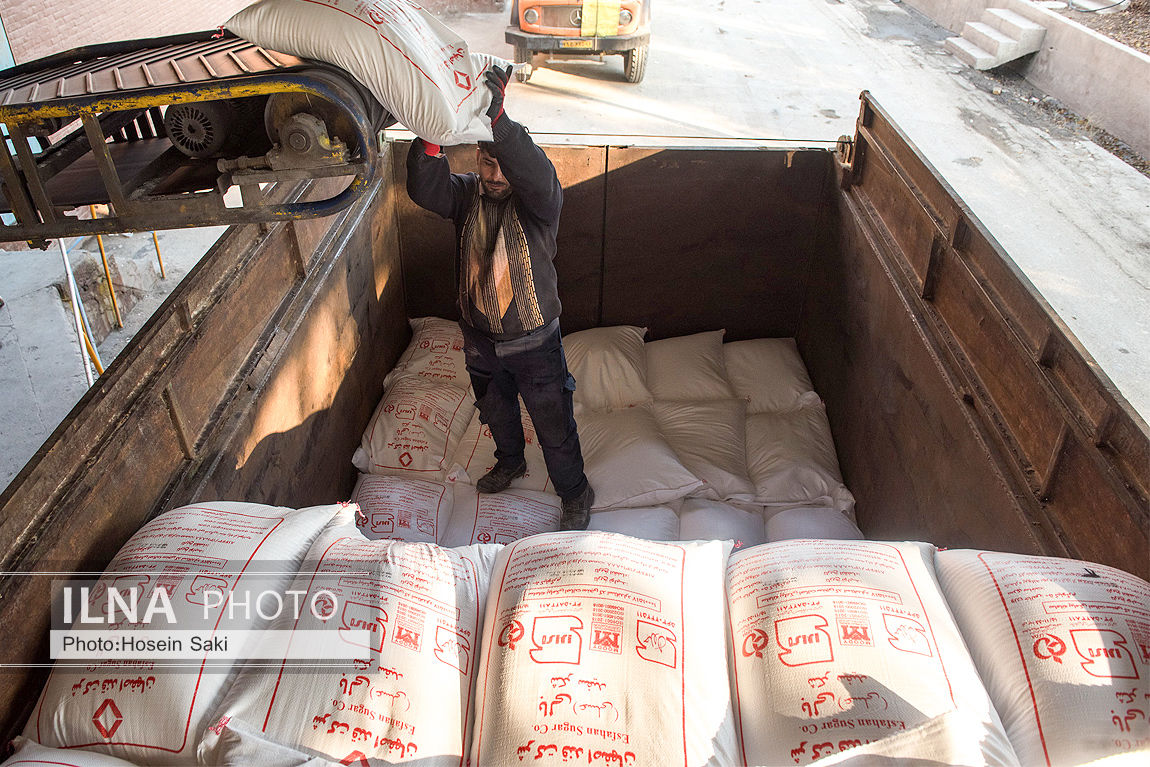 عکس/تولید شکر از چغندر قند