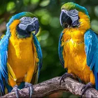 طوطی ماکائو فقط یهبار عاشق میشه!