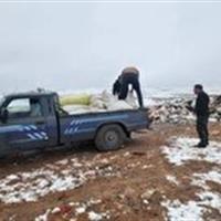 معدوم نمودن چهار تن کنجاله کلزا فاسد در اسفراین