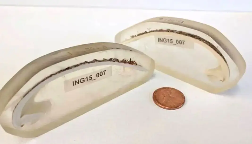 گوناگون/راز طول عمر ۵۰۷ ساله قدیمیترین جانور منفرد دنیا