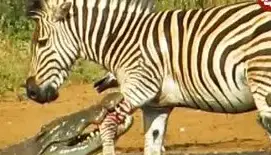 فرار معجزه آسای گورخر از آرواره های دو کروکودیل گرسنه