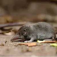 تأیید رسمی انقراض یک گونه؛ تنها حشرهخوار استرالیا دیگر وجود ندارد