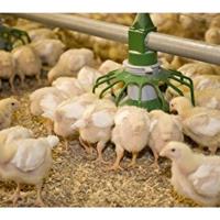 تولید ۱۸ هزار تن گوشت مرغ مازاد بر نیاز در استان مرکزی