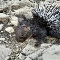 دستگیری شکارچیان غیرمجاز تشی دشتستان