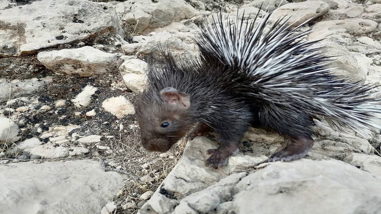 دستگیری شکارچیان غیرمجاز تشی دشتستان