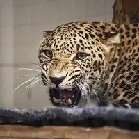 رهاسازی موفق پلنگ شهمیرزاد در زیستگاه طبیعی