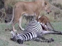 شیر و توله‌هایش گورخر بیچاره را دریدند!