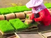 تکنولوژی کاشت برنج در روستاهای چین!