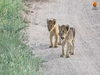 لحظه دیدار احساسی شش توله شیر با مادرشان