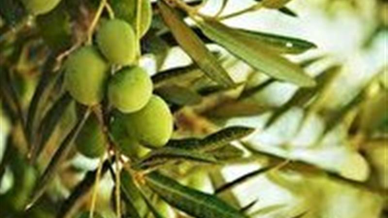 ۴۴۳ هکتار از اراضی باغی خراسان جنوبی زیر کشت زیتون