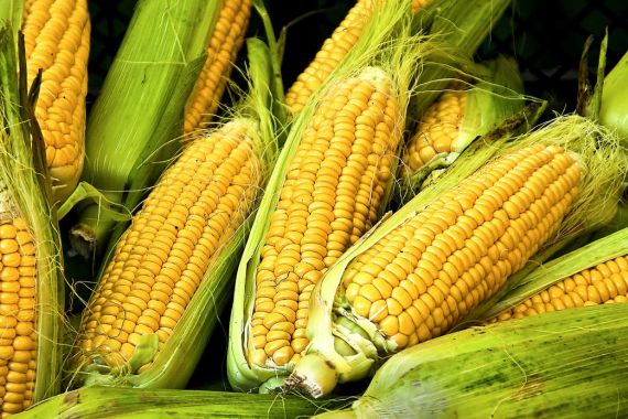 خواص شگفت انگیز کاکل ذرت!