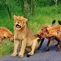 توله کفتار مستقیم به سمت شیر گرسنه رفت!