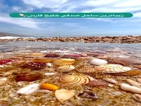 زیباترین ساحل صدفی خلیج فارس