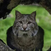 گربه دمکوتاه سنجاب نگونبخت را شکار کرد