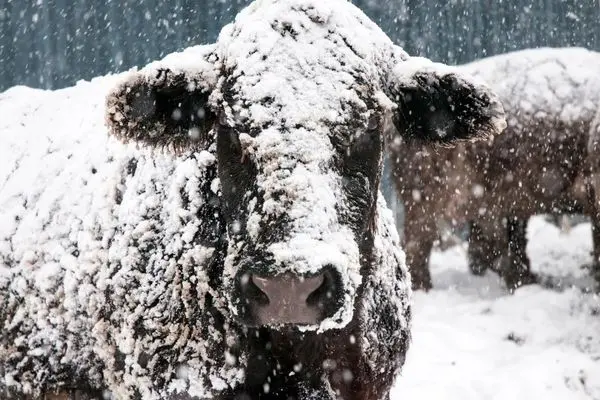 چند گاو در ترکیه در میان برف گرفتار شدند!