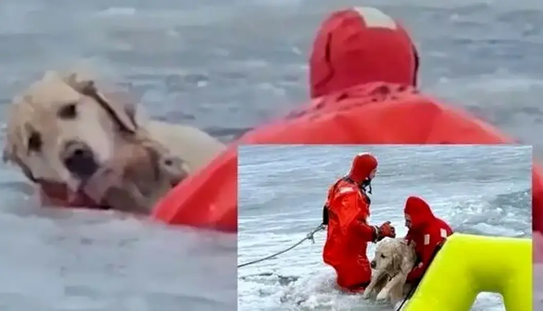 نجات یک سگ سقوط کرده در رودخانه یخزده