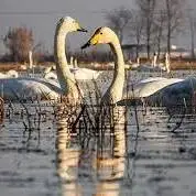 تالاب قوهای مهاجر سرخرود مازندران