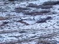 تصویربرداری از یک قلاده پلنگ در فیروزکوه