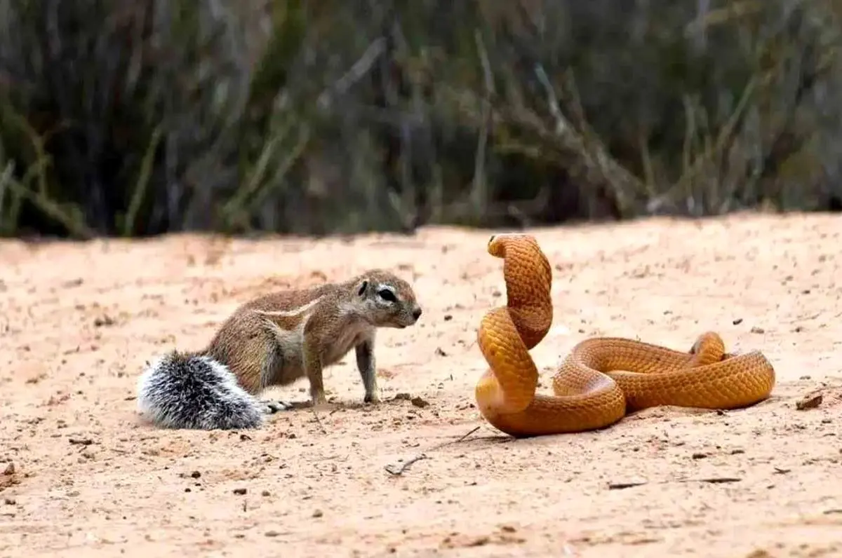 نبرد شجاعانه «سنجاب» با «مار کبرا» برای محافظت از توله هایش