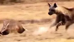 تعقیب و گریز دیدنی کفتار قهوه ای و مورچه خوار