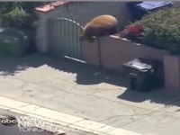 یک روز معمولی در کالیفرنیا