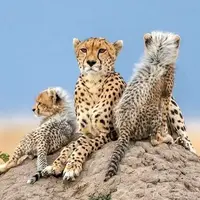 شناسایی ۱۰ یوز جدید؛ امیدها برای نجات یوزپلنگ آسیایی تازه شد