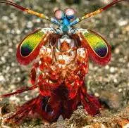 میگوی آخوندکی، نینجا دریا