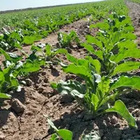 کاهش بارندگی، زنگ خطر برای کشاورزی در گلستان