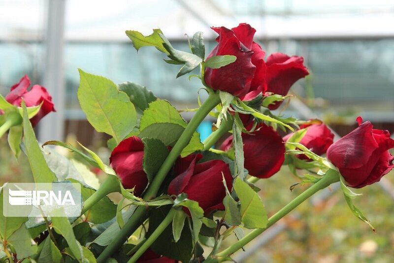 صادرات ۱۰۰ هزار شاخه گل رز از کهگیلویه و بویراحمد به خارج از کشور