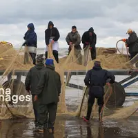 ارزش اقتصادی ماهیان صید شده از دریای مازندران ۵۰۰ میلیارد تومان است