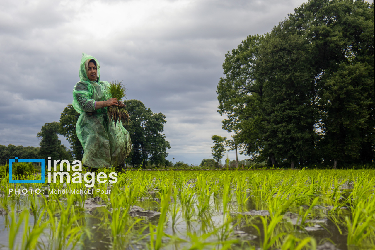 بارندگی در سال زراعی جاری گیلان کاهش یافت