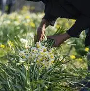 عکس/ برداشت گل نرگس _ ساری