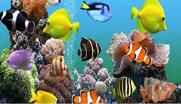 تولید ۲ میلیون قطعه ماهی زینتی در لرستان