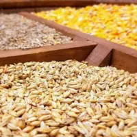 یک ذرت کار فریمانی رکورد دار تولید در کشور شد