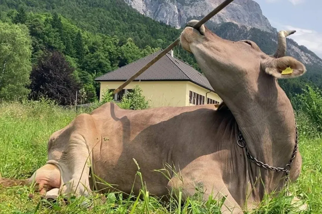 مشاهده تاریخی: گاوها هم میتوانند از ابزار استفاده کنند