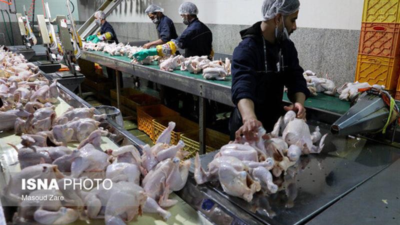 آغاز تولید قراردادی گوشت مرغ در خراسان شمالی/ ذخیره سازی ۲۵۵ تن میوه شب عید در استان