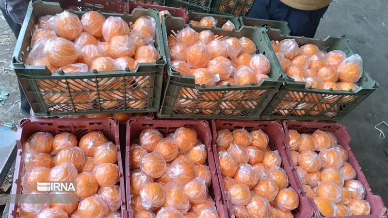 ذخیرهسازی بیش از ۳۰۰ تن میوه شب عید در خراسان جنوبی