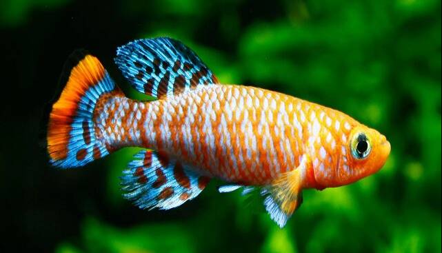 ماهی کوتاهعمری که ناجی کلیه انسانها میشود