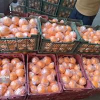 ذخیرهسازی بیش از ۳۰۰ تن میوه شب عید در خراسان جنوبی