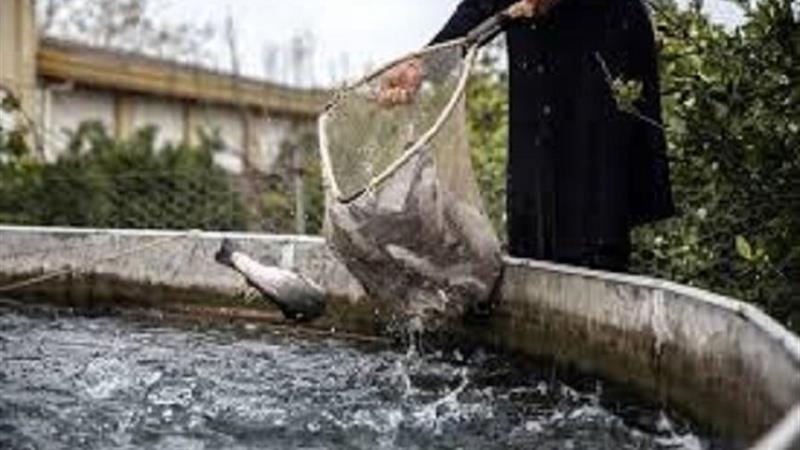 بررسی درخواستهای تولیدکنندگان ماهی بدره