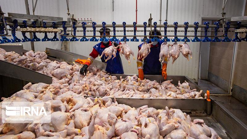 اجرای موفق طرح تثبیت و افزایش سطح تولید محصولات دامی در قم