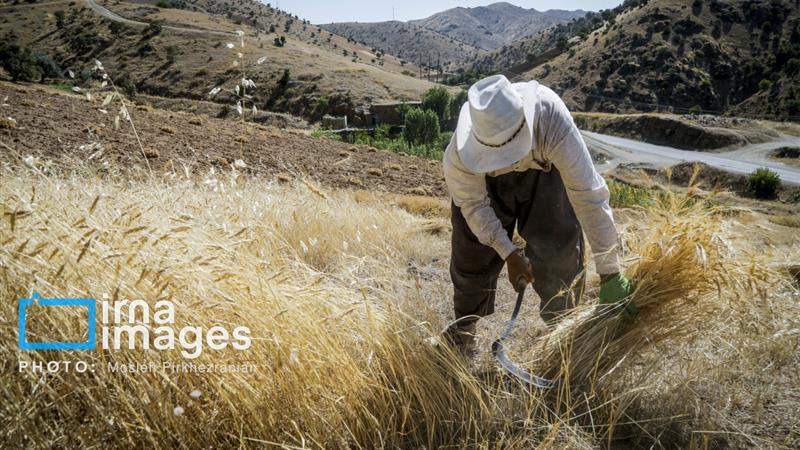 بیتوجهی به تولیدکنندگان مواد غذایی، کشور را در جنگ اقتصادی آسیبپذیر میکند