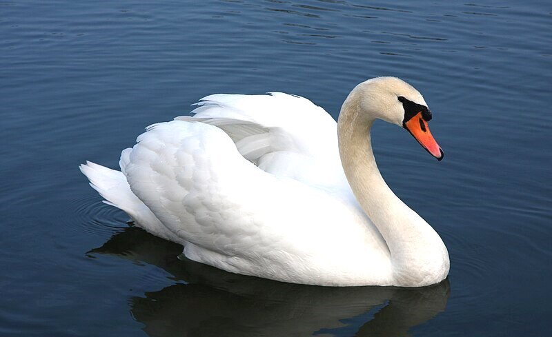 رهاسازی یک قطعه قو سفید پس بهبودی در تالاب بین‌المللی انزلی