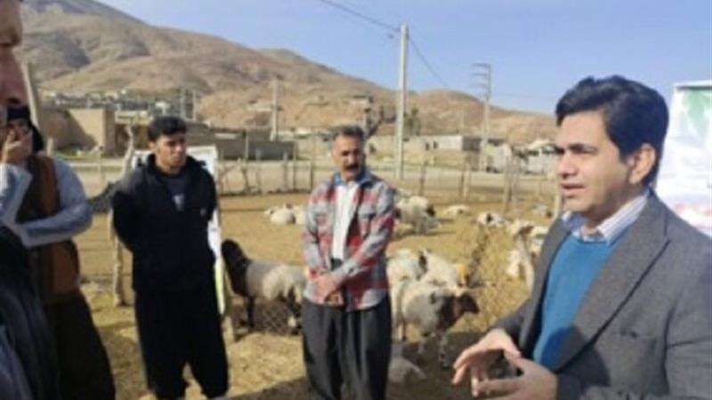 رعایت نسبت مناسب قوچ به میش از عوامل پایداری تولید دام است