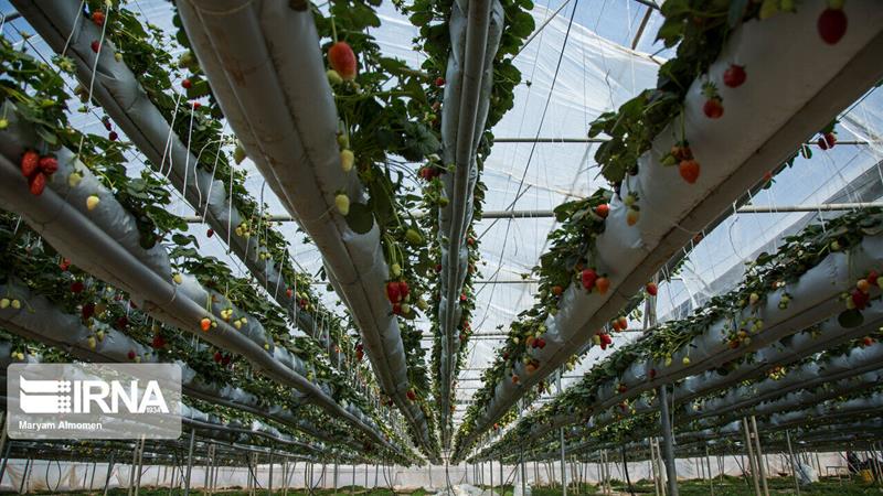 تمرکز سمنان بر صرفه‌جویی آب در تولید پایدار کشاورزی با ۱۳۳ طرح