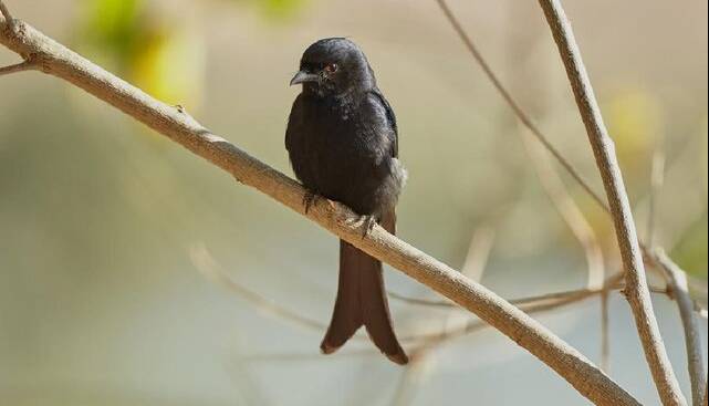این پرنده به حیوانات دیگر دروغ میگوید!