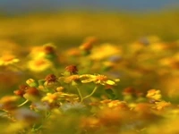 جزیره نخیلو، بهشت پرندگان