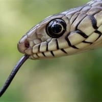 بحران مارگزیدگی در هند؛ سالانه ده‌ها هزار نفر جان خود را از دست می‌دهند